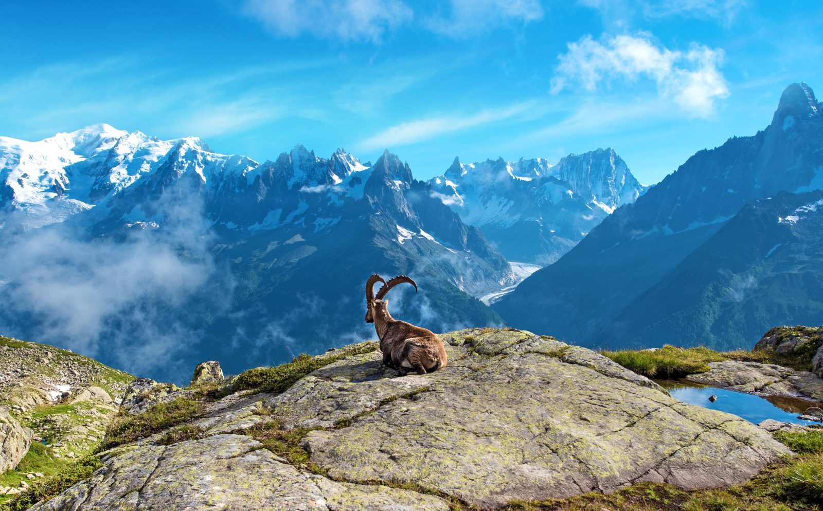 Alpine ibex on a ridge